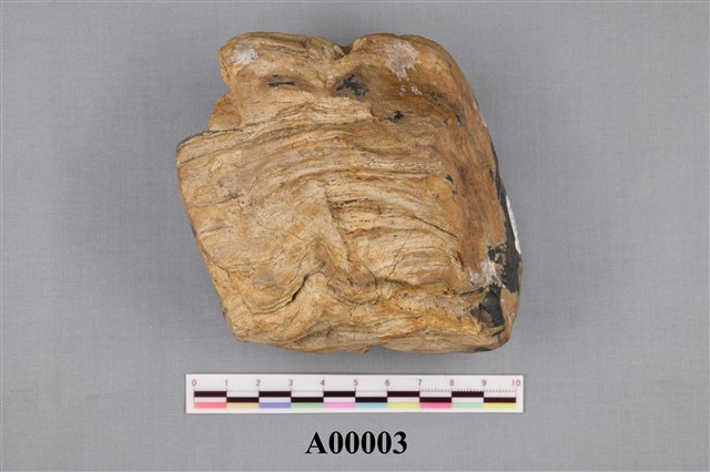木化石