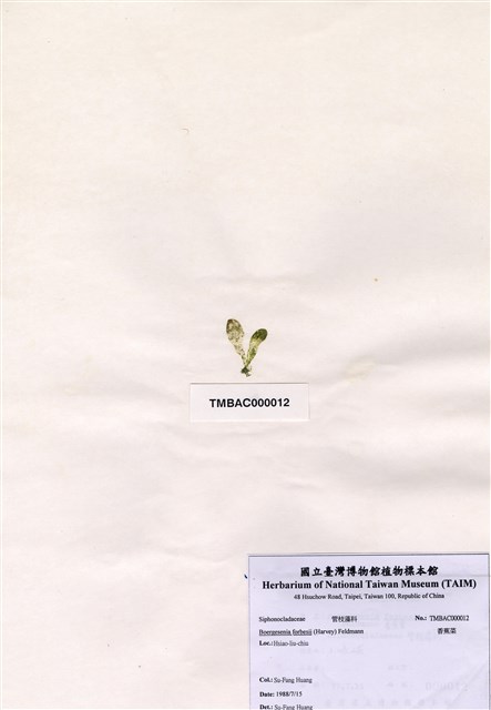 香蕉菜的圖片