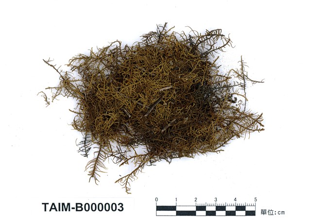 Abietinella abietina