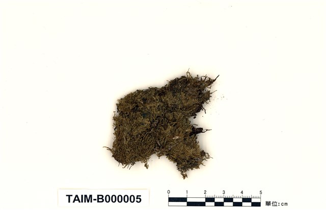 Acanthorrhynchium papillatum (Harv.) Fleisch.