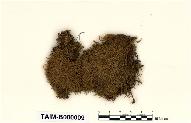 Acanthorrhynchium papillatum (Harv.) Fleisch.