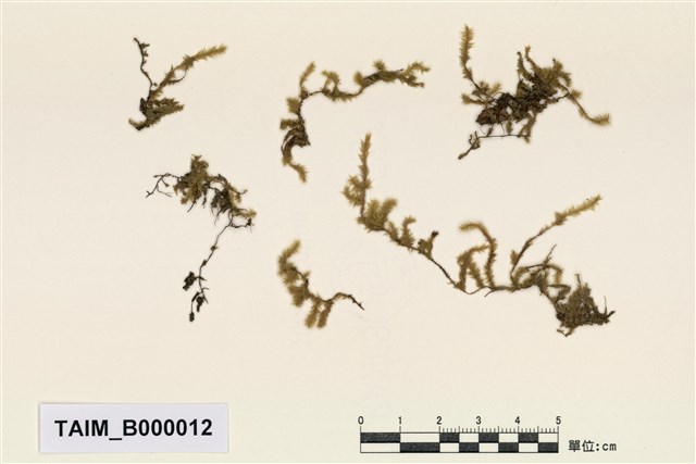 Aerobryopsis longissima (Doz. Et Molk.) Fleisch.