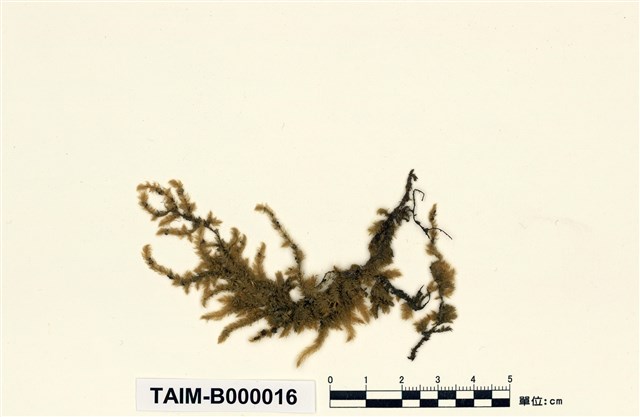 Aerobryopsis parisii (Card.) Broth.