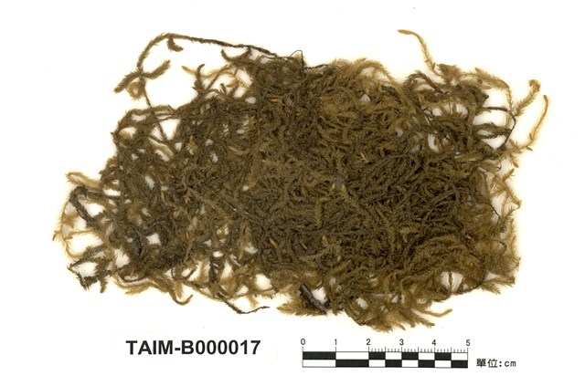 Aerobryopsis parisii (Card.) Broth.