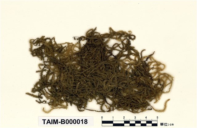 Aerobryopsis parisii (Card.) Broth.