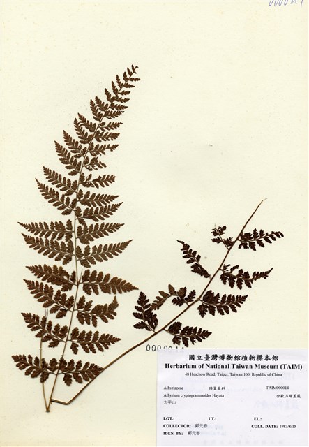 細葉蹄蓋蕨的圖片