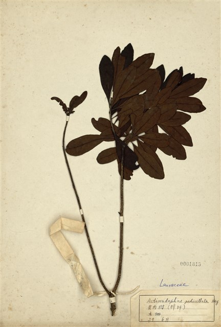 Actinodaphne pedicellata 