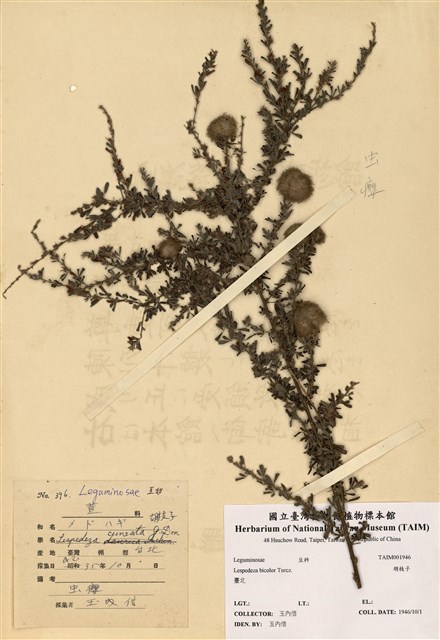 Lespedeza cuneata