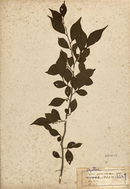 Styrax formosana