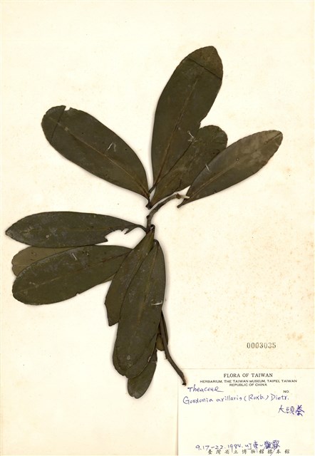 Gordonia axillaris