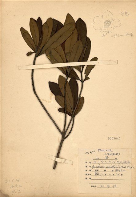 Gordonia axillaris