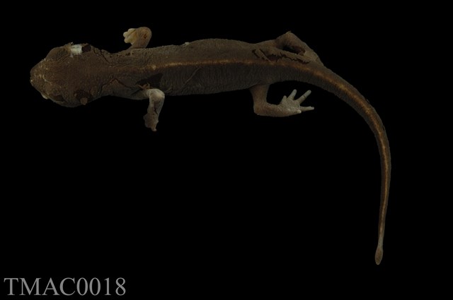 劍尾蠑螈