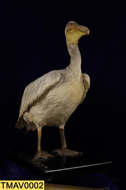 Dalmatian Pelican