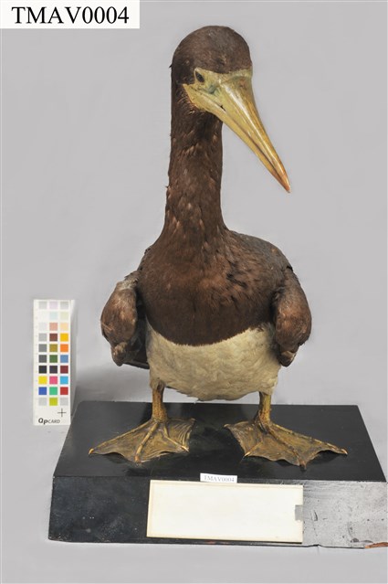 Brown Booby