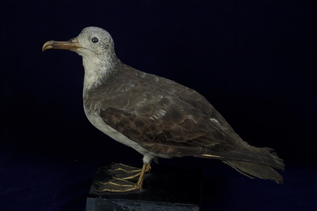 Streaked Shearwater