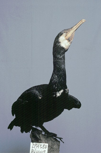 Great Cormorant