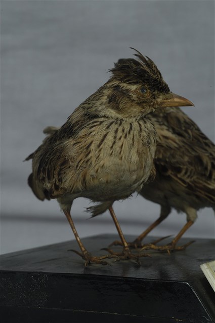 Oriental Skylark