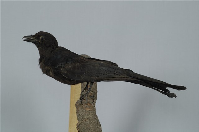 Black Drongo