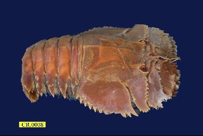 毛緣扇蝦的圖片