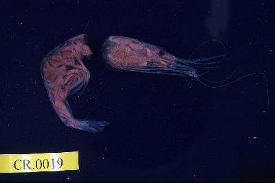 臺灣紅蝦