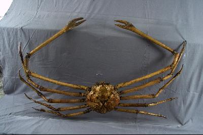 Japanese spider crab