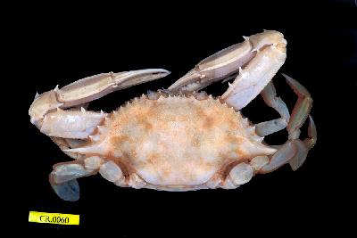 Red-spotted swimming crab