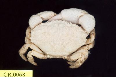 Shore crab