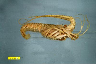 Japanese spiny lobster