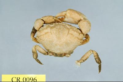 Shore crab