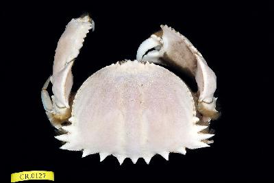 Spectacled box crab