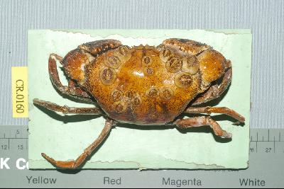 Square-shelled crab