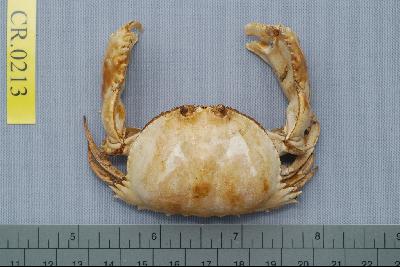 Common box crab