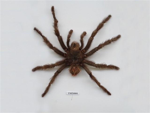 茶褐斑大蜘蛛
