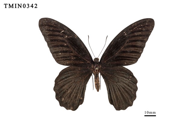 Papilio memnon heronus