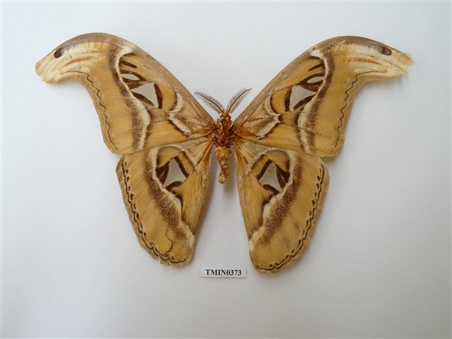 Atlas Moth