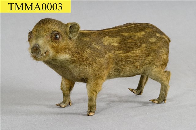 Formosan Wild Boar