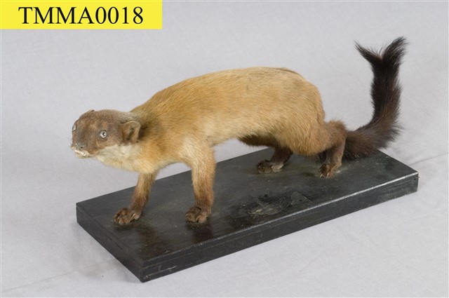 Formosan Yellow-throated Marten