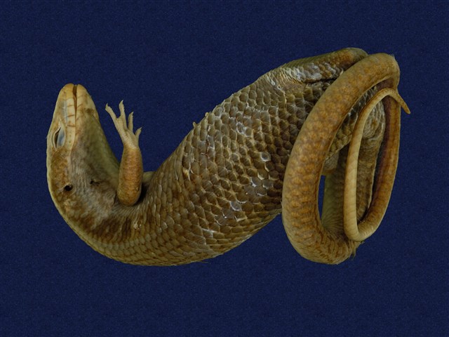 Formosan Chinese skink