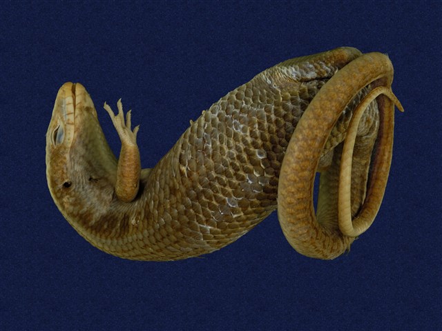 Formosan Chinese skink