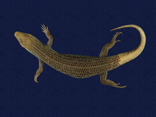 Formosan Chinese skink