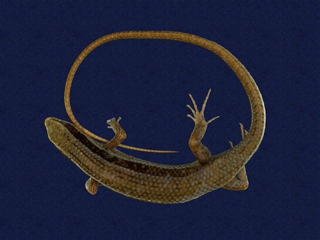 Long-tailed skink