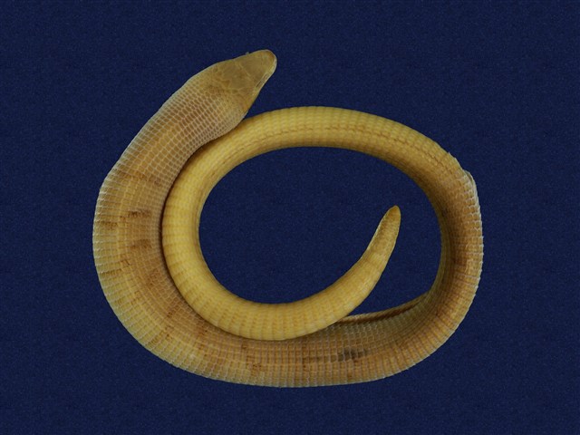 Formosan legless lizard