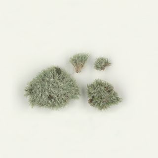 苔蘚類