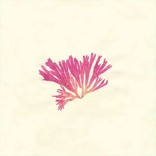 藻類
