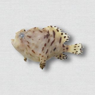 魚類