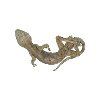 Guishan’s Gecko