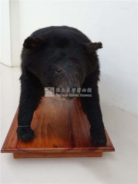 臺灣黑熊藏品圖，第3張