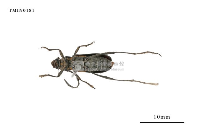 Prothema ochraceosignata  (Pic, 1915) Collection Image, Figure 2, Total 4 Figures
