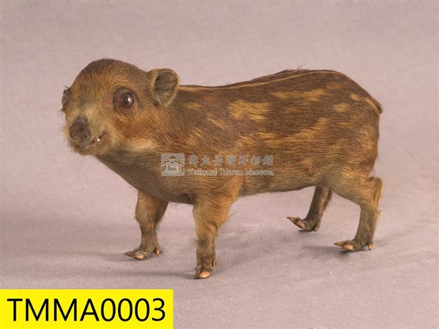 Formosan Wild Boar Collection Image, Figure 3, Total 19 Figures