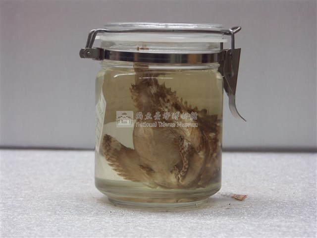 達摩毒鮋藏品圖，第2張
